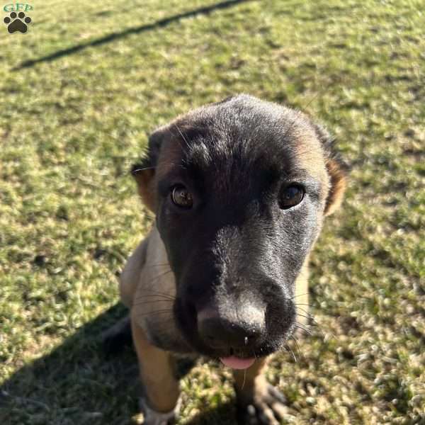 Lavendar, Belgian Malinois Puppy
